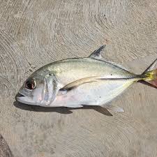 Image result for Caranx latus