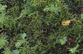 Attēlu rezultāti vaicājumam “Rhytidiadelphus subpinnatus”