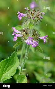 Attēlu rezultāti vaicājumam “Clinopodium vulgare flower”