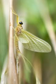 Attēlu rezultāti vaicājumam “Heptagenia sulphurea female”