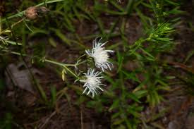 Attēlu rezultāti vaicājumam “Centaurea stoebe leaf”