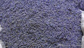 Attēlu rezultāti vaicājumam “Lavandula angustifolia bud”