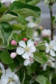 Attēlu rezultāti vaicājumam “Malus domestica flower”