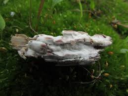 Attēlu rezultāti vaicājumam “Ceriporia viridans”