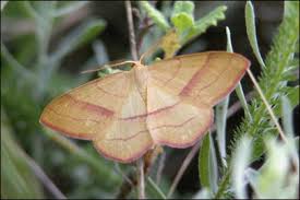Attēlu rezultāti vaicājumam “Rhodostrophia vibicaria”