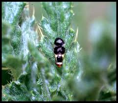 Attēlu rezultāti vaicājumam “Urophora cardui”