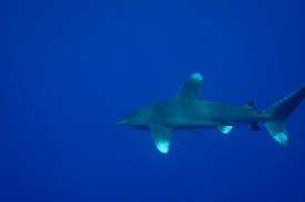 Image result for Carcharhinus longimanus