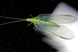 Attēlu rezultāti vaicājumam “Neuroptera”