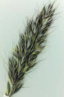 Attēlu rezultāti vaicājumam “Epirhoe tristata”