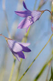 Attēlu rezultāti vaicājumam “Campanula patula”