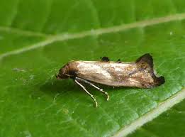 Attēlu rezultāti vaicājumam “Epermeniidae”