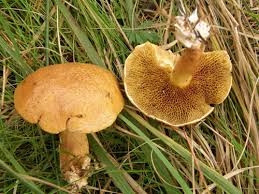 Attēlu rezultāti vaicājumam “Suillus bovinus”