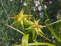 Attēlu rezultāti vaicājumam “Carex globularis flower”