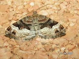 Attēlu rezultāti vaicājumam “Xanthorhoe biriviata”