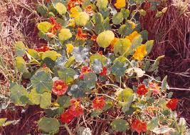 Attēlu rezultāti vaicājumam “Tropaeolaceae”