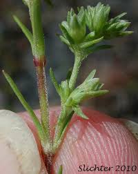 Attēlu rezultāti vaicājumam “Scleranthus annuus flower”