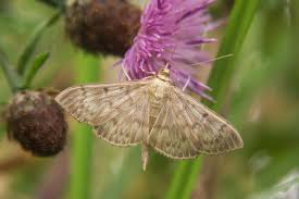 Attēlu rezultāti vaicājumam “Pleuroptya ruralis”