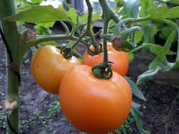 Afbeeldingsresultaat voor belarus orange tomato