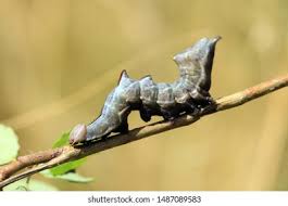 Attēlu rezultāti vaicājumam “Notodonta ziczac”