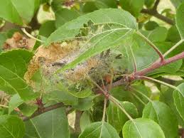 Attēlu rezultāti vaicājumam “Yponomeuta malinellus / cagnagella”