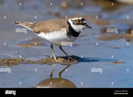 Attēlu rezultāti vaicājumam “Charadrius dubius adult”