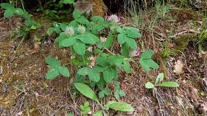 Attēlu rezultāti vaicājumam “Trifolium medium”