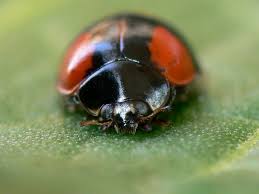 Attēlu rezultāti vaicājumam “Adalia bipunctata imago”