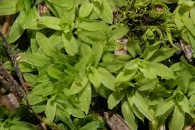 Attēlu rezultāti vaicājumam “Tortula subulata”