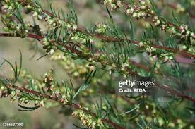 Attēlu rezultāti vaicājumam “Artemisia campestris”