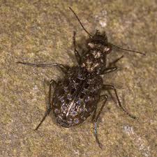 Attēlu rezultāti vaicājumam “Elaphrus cupreus”