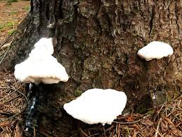 Attēlu rezultāti vaicājumam “Postia stiptica”