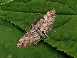 Attēlu rezultāti vaicājumam “Gymnoscelis rufifasciata”