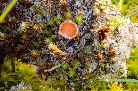 Attēlu rezultāti vaicājumam “Lamprospora tortulae-ruralis”