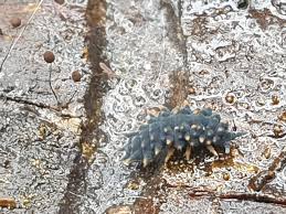 Attēlu rezultāti vaicājumam “Comatricha elegans”