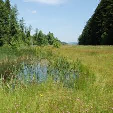 Attēlu rezultāti vaicājumam “Nitella flexilis”