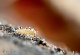 Attēlu rezultāti vaicājumam “Diachrysia tutti”