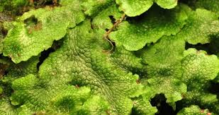 Attēlu rezultāti vaicājumam “Conocephalum salebrosum”