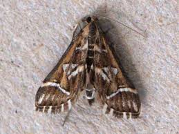 Attēlu rezultāti vaicājumam “Diasemia reticularis”