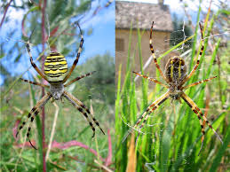 Attēlu rezultāti vaicājumam “Argiope bruennichi”