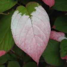 Attēlu rezultāti vaicājumam “Actinidia kolomikta”