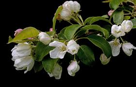 Attēlu rezultāti vaicājumam “Malus mandshurica”