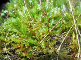 Attēlu rezultāti vaicājumam “Fissidens bryoides sporophyte”
