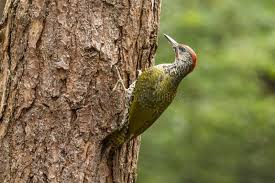 Attēlu rezultāti vaicājumam “Picus viridis”