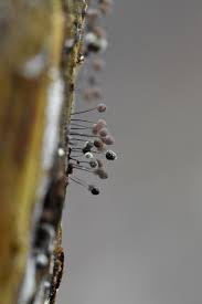 Attēlu rezultāti vaicājumam “Craterium minutum stalked”