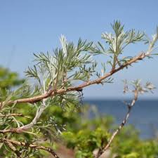 Image result for Artemisia caudata