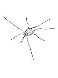 Attēlu rezultāti vaicājumam “Lophopilio palpinalis”