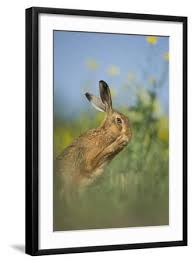 Attēlu rezultāti vaicājumam “Lepus europaeus adult”