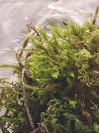 Attēlu rezultāti vaicājumam “Aulacomnium palustre”