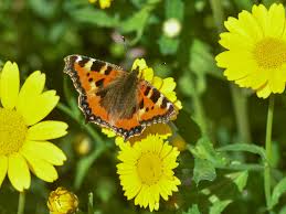 Image result for Small Tortoiseshell