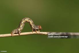 Attēlu rezultāti vaicājumam “Erannis defoliaria larva”